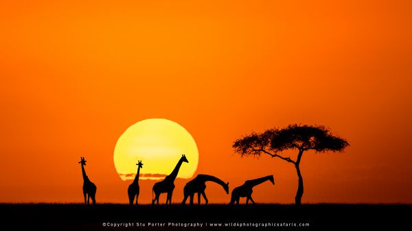 Sunset Composite, Maasai Mara Photo Safari, Kenya