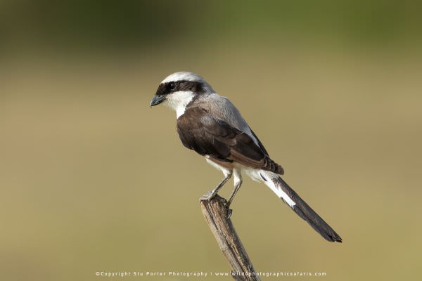 Grey Backed Fiscal Shrike, Maasai Mara Photo Safari, Kenya