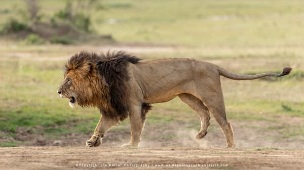 The legendary Male Lion Scar, with an injured back right leg, Kenya, Wild4 African Photographic Safa