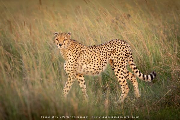 Male Cheetah, Maasai Mara Photo Safari, Kenya