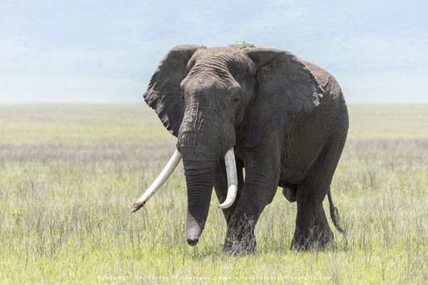 Stu Porter African Wildlife Photography