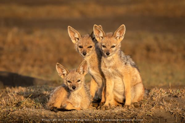 Three curious Black Backed Jackal puppies in the Ndutu area - Tanzania © Stu Porter African Photo To