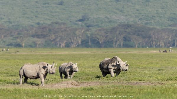 Black Rhino Stu Porter African Wildlife Photography