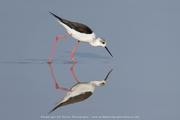 Stu Porter African Wildlife Photos