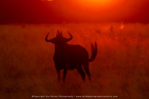Blue Wildebeest silhouette at sunset by Stu Porter, Wild4 Photo Safaris