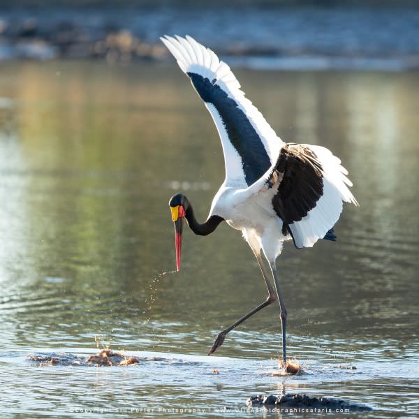 Saddle Billed Stork - Moremi Game Reserve