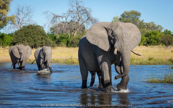 Elephant Bulls crossing the river - Khwai Community Reserve