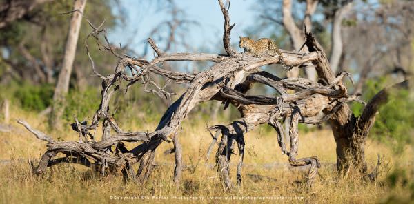 Young Leopard - Khwai Community Reserve