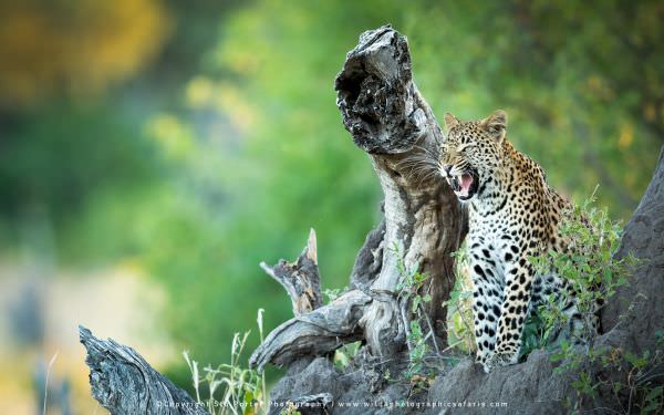 Young Leopard - Khwai Community Reserve