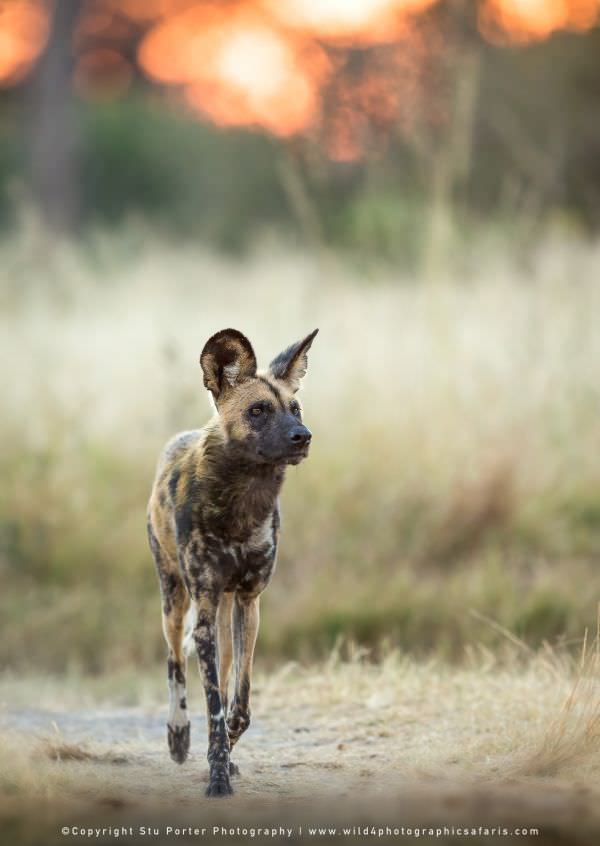Cape Hunting Dog - Khwai Community Reserve
