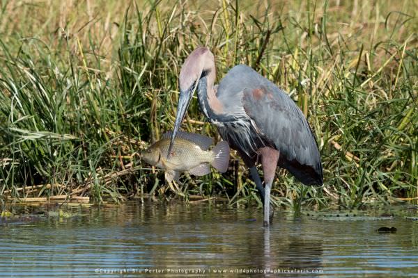 Goliath Heron with fish - Khwai Community Reserve