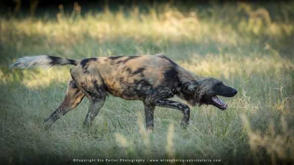 Cape Hunting Dog greeting behaviour - Khwai Community Reserve
