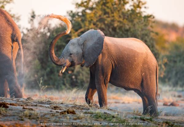 Elephant dust bathing - Savuti