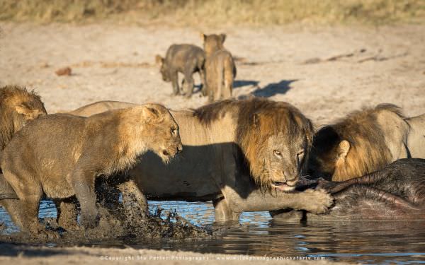 Male being very protective over the kill - Savuti