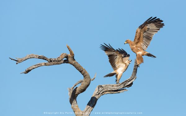 Two Tawny Eagles - Savuti