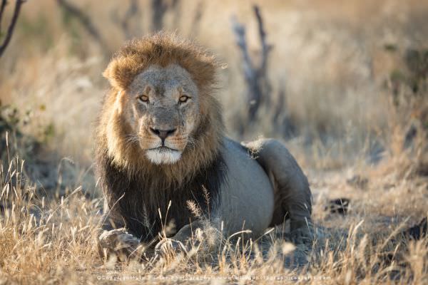 Male Lion - Savuti