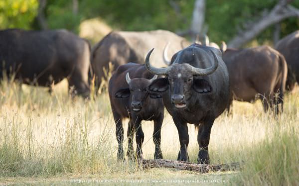 Cape Buffalo - Moremi Game Reserve
