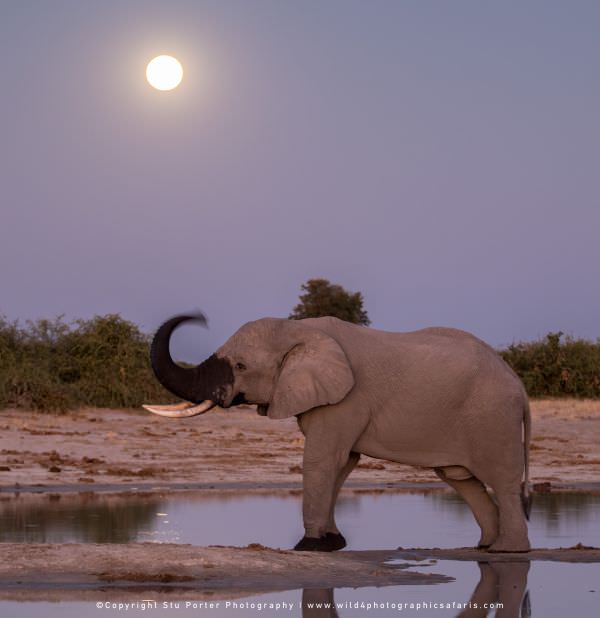 Elephant and full moon - Savuti
