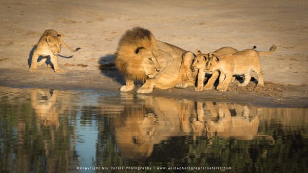 Male Lion and cubs - Savuti