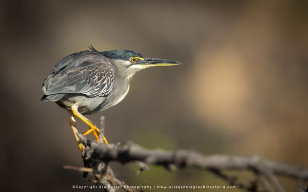 Green Backed heron