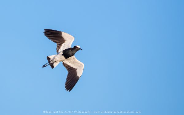 Blacksmith Lapwing in flight - Chobe River