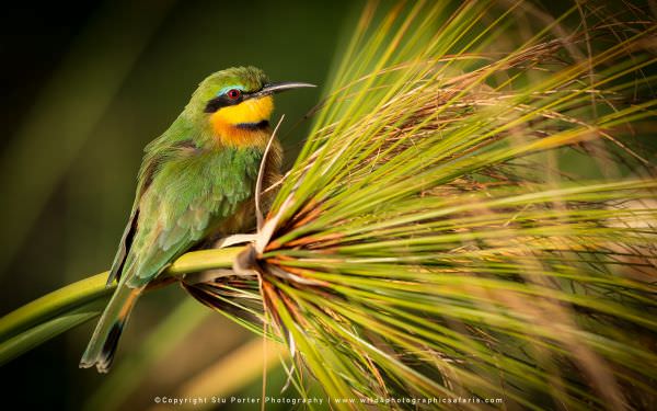 Little Bee-eater - Chobe River