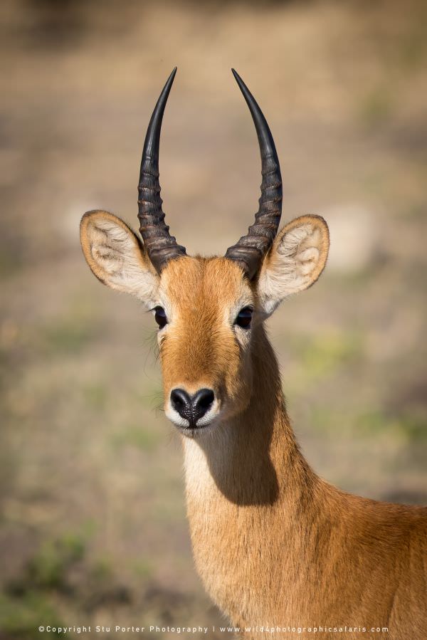 Puku Antelope - Chobe River
