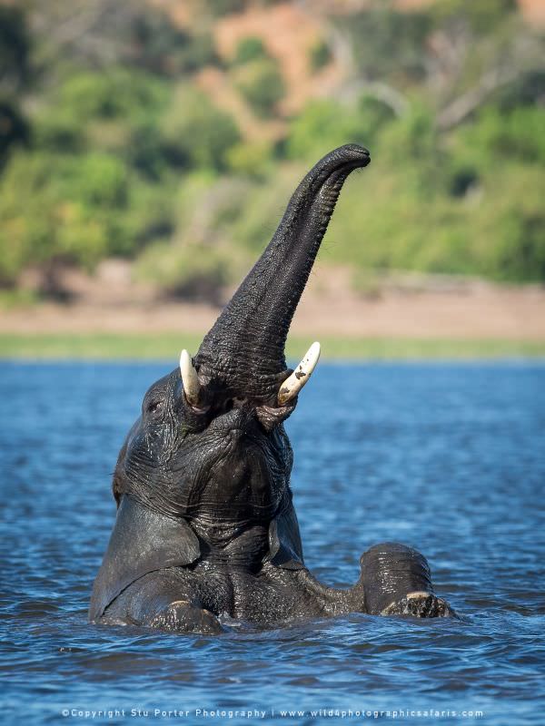 Elephant swimming - Chobe River