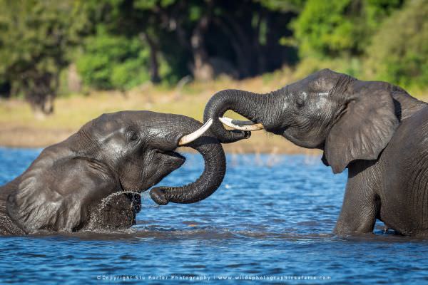 Elephants swimming - Chobe River