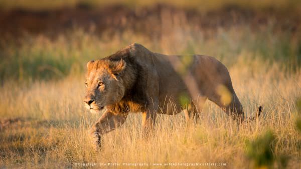 Male Lion stalking - Moremi Game Reserve
