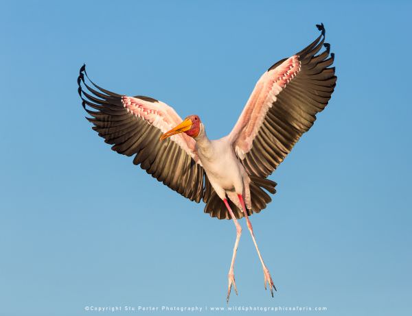 Yellow Billed Stork - Chobe River