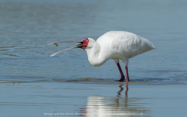 African Spoonbill - Moremi Game Reserve