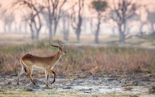 Red Lechwe on Dead Tree Island - Moremi Game Reserve