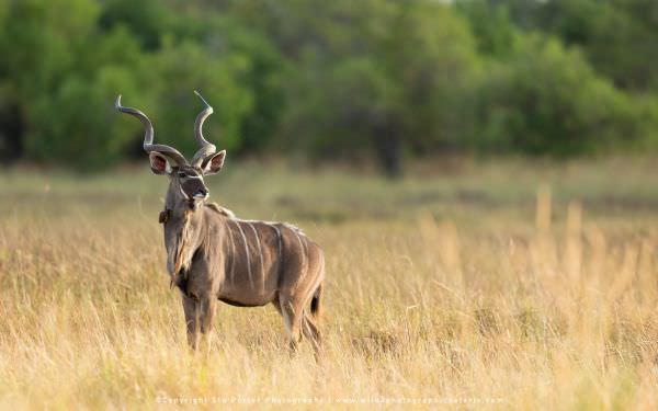 Male Greater Kudu - Moremi Game Reserve