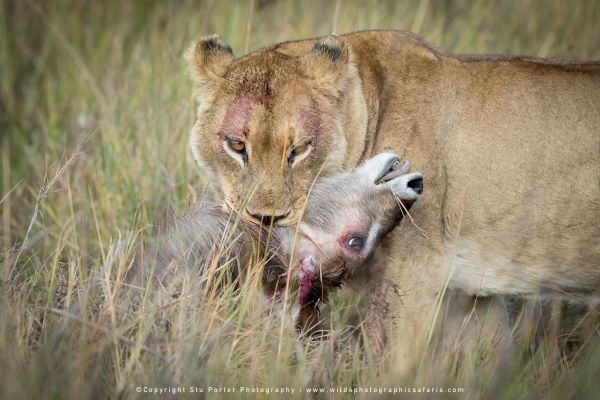 Lioness with young Waterbuck Kill - Moremi Game Reserve