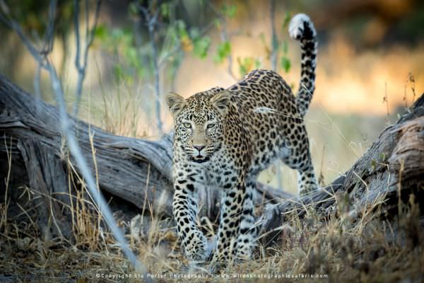 Leopard - Khwai Community Reserve