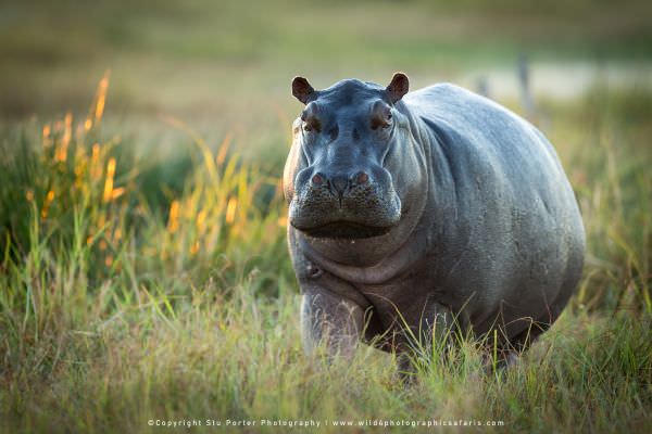 Hippo out of the water in the Okavango Delta, Botswana