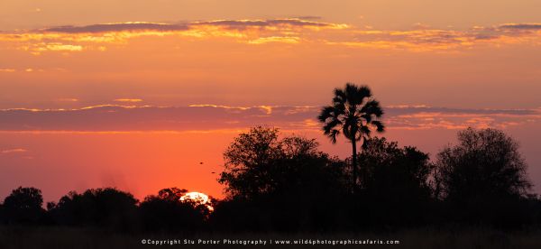 Okavango Delta Photographic tours with WILD4