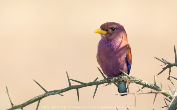 My first sighting of a Broad Billed Roller in the Ndutu area - Tanzania © Stu Wildlife Photo Safaris My first sighting of a Broad Billed Roller in the Ndutu area - Tanzania © Stu Wildlife Photo Safaris