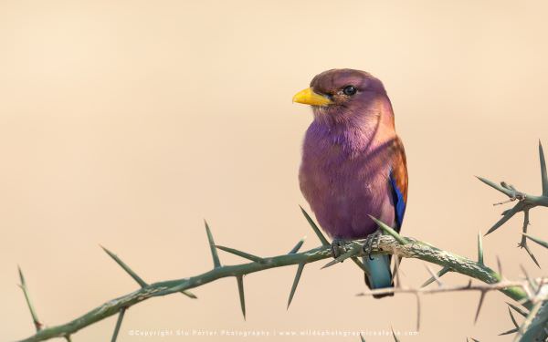 My first sighting of a Broad Billed Roller in the Ndutu area - Tanzania © Stu Wildlife Photo Safaris