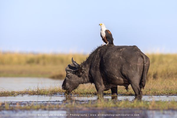 African Fish Eagle perched on a Cape Buffalo by Stu Porter, Wild4 Photo Safaris