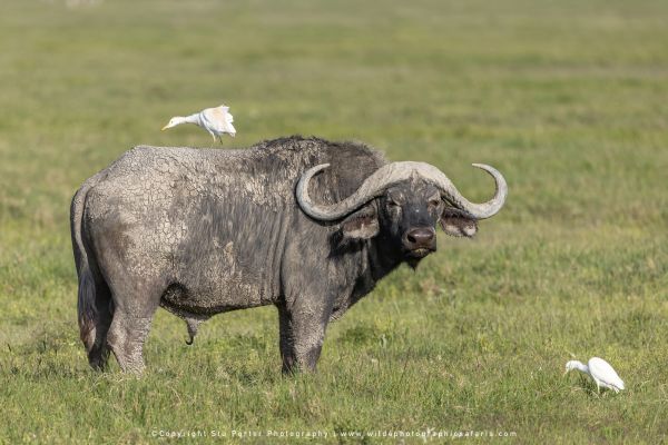 Stu Porter African Wildlife Photography