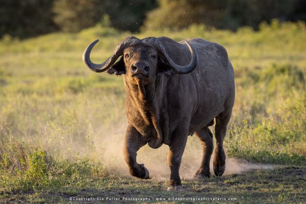 Cape Buffalo charging Stu Porter Kenya