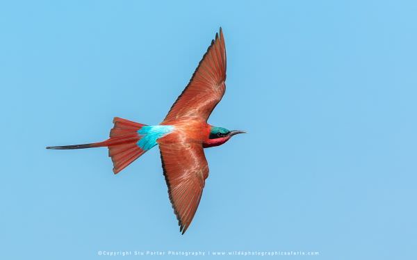 Carmine Bee eater in flight, Chobe River Botswana. Africa Photo Safari