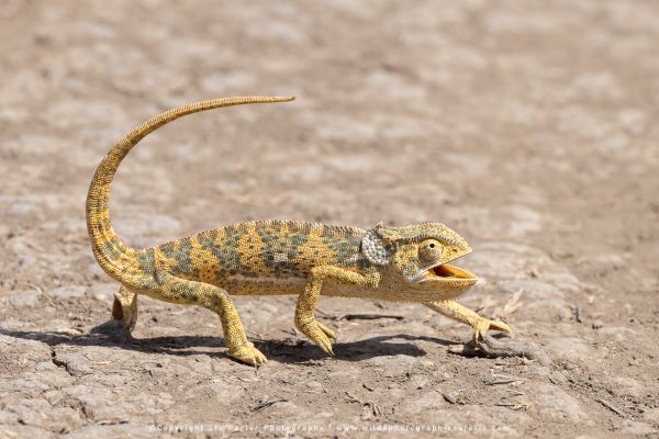 Tanzania Photo Safaris with Stu Porter