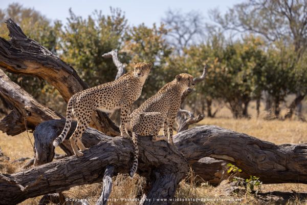 Two cheetahs surveying the plains by Stu Porter, Wild4 Photo Safaris