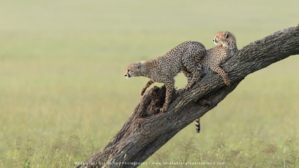 Stu Porter African Wildlife Photos