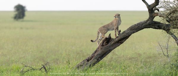 Stu Porter African Wildlife Photos