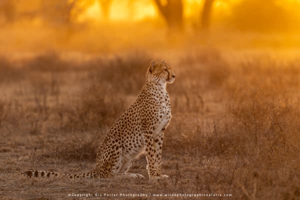 Image of a female Cheetah at sunrise in the Ndutu area - Tanzania © Stu Porter Photo Safaris