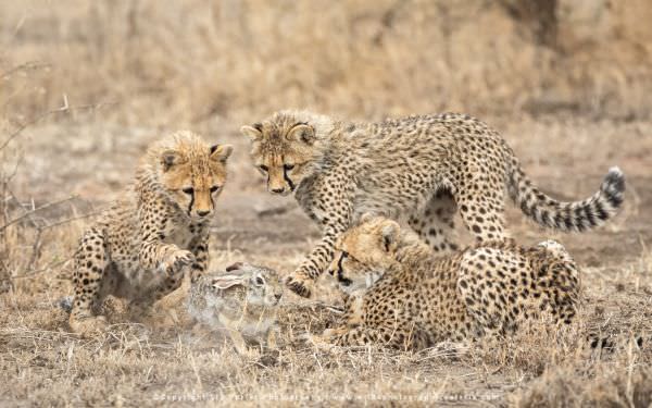 Three Cheetah cubs playing with a Cape Hare in the Ndutu area - Tanzania © Stu Porter Photographic S